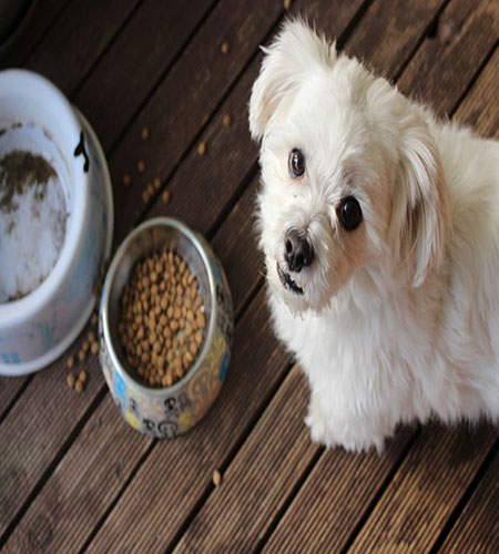 photo of happy dog